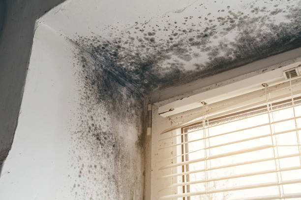 Trusted Mold Inspection service in Manchester, KY - Cheap Mold Removal